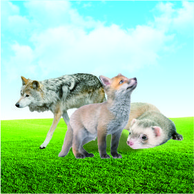 特種經(jīng)濟(jì)動物檢測項(xiàng)目